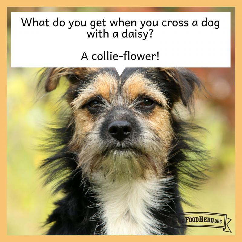 collie-flower